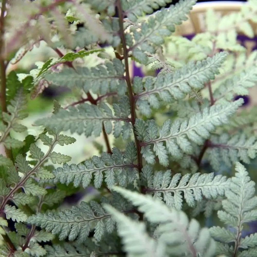 Ghost Fern 1 GALLON Fern