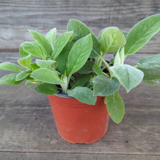 Giant Lamb’s Ear 1 GALLON Perennial