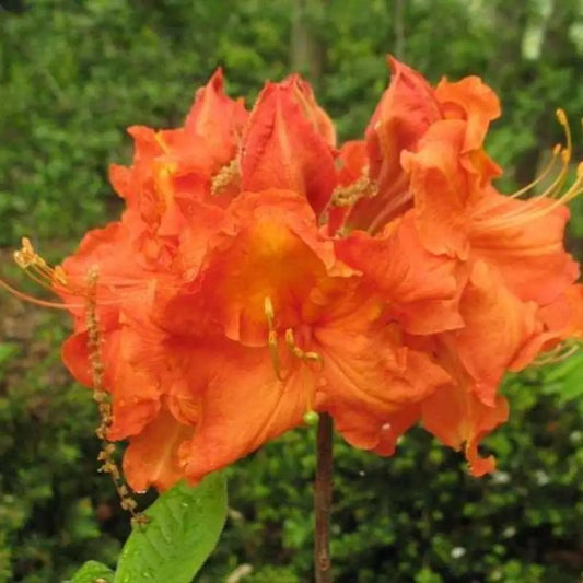 Gibraltar Azalea Shrub