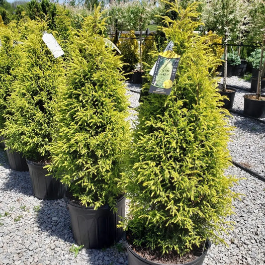 Gold Cone Juniper Conifer
