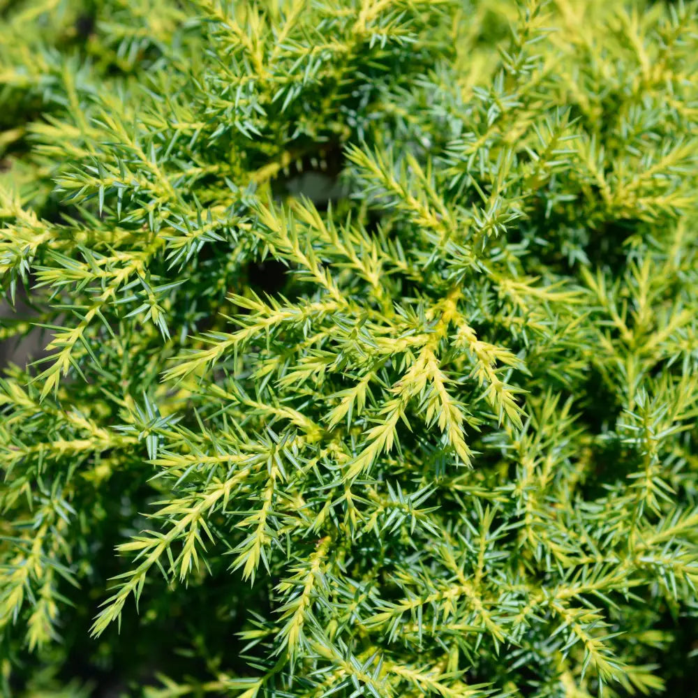 Gold Star Juniper Shrub