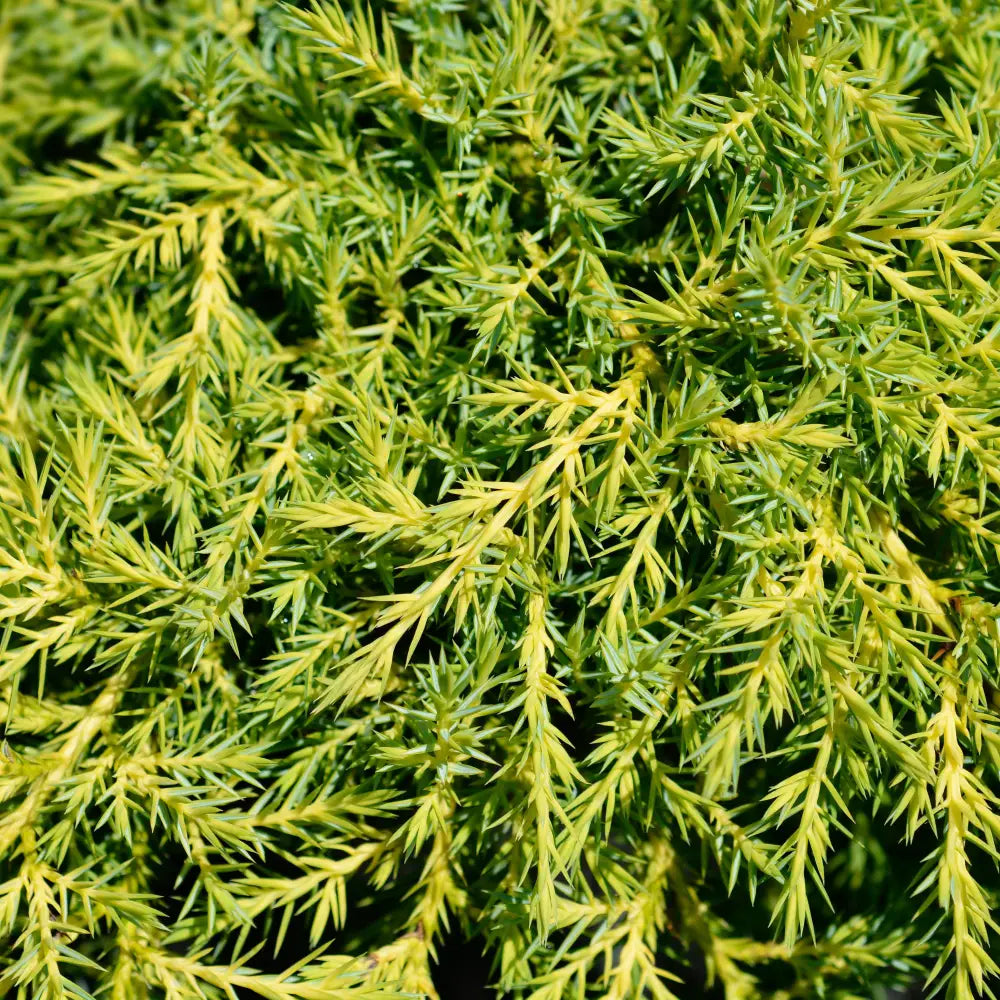 Gold Star Juniper Shrub