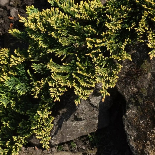 Golden Carpet Creeping Juniper Shrub
