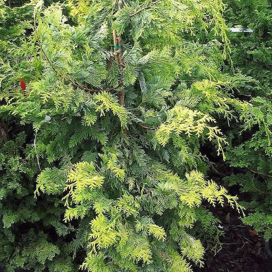 Golden Hinoki False Cypress Tree