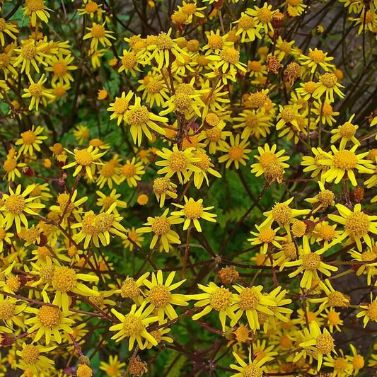 Golden Ragwort 1 GALLON