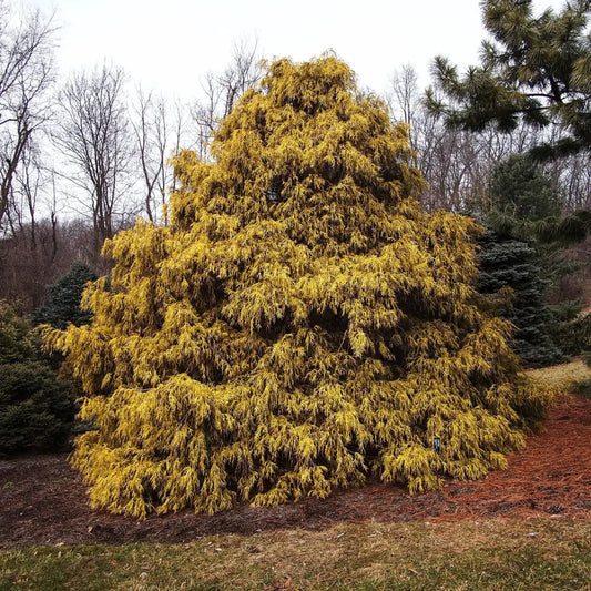 Golden Sawara Cypress Shrub