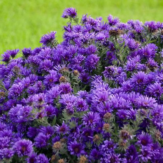 Grape Crush New England Aster 2 GALLON Perennial
