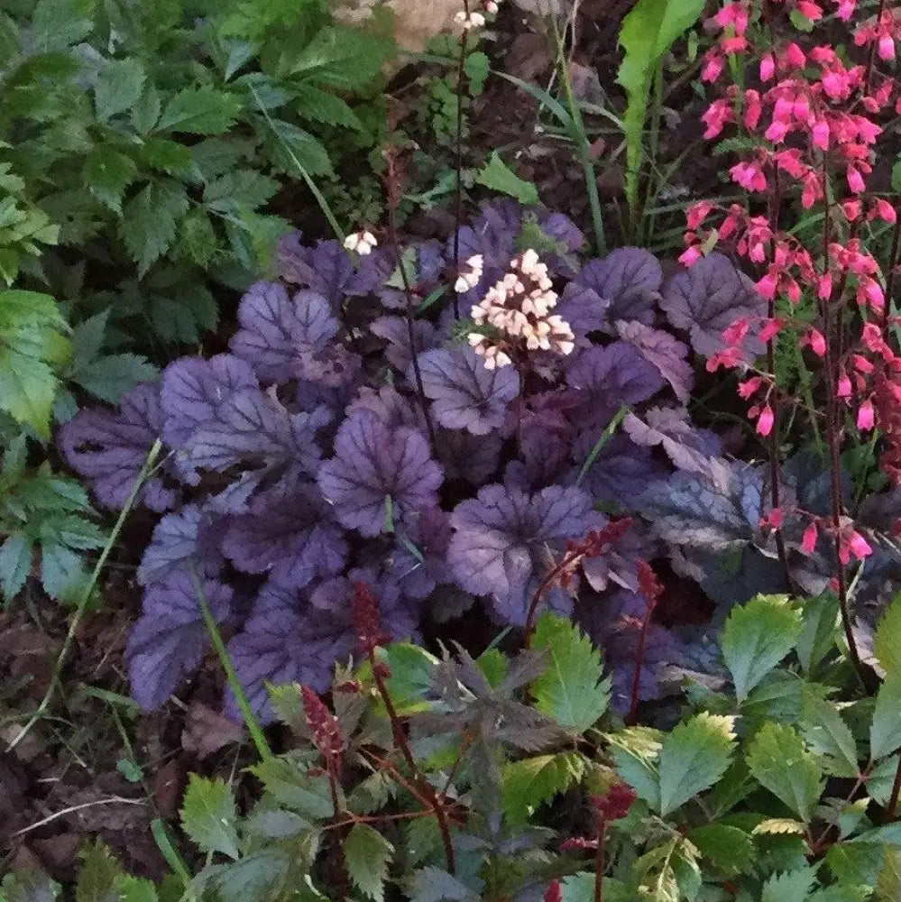 Grape Expectations Coral Bells 1 GALLON Perennial