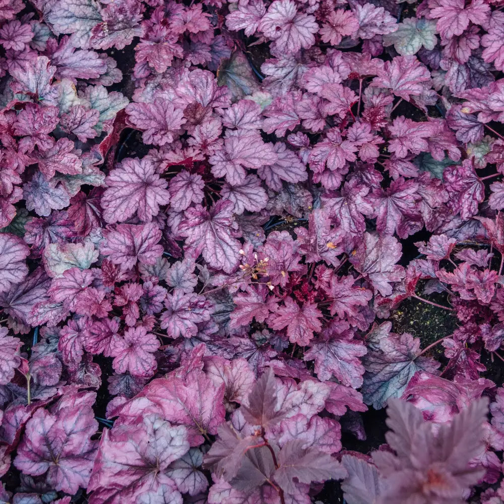 Grape Expectations Coral Bells 1 GALLON Perennial