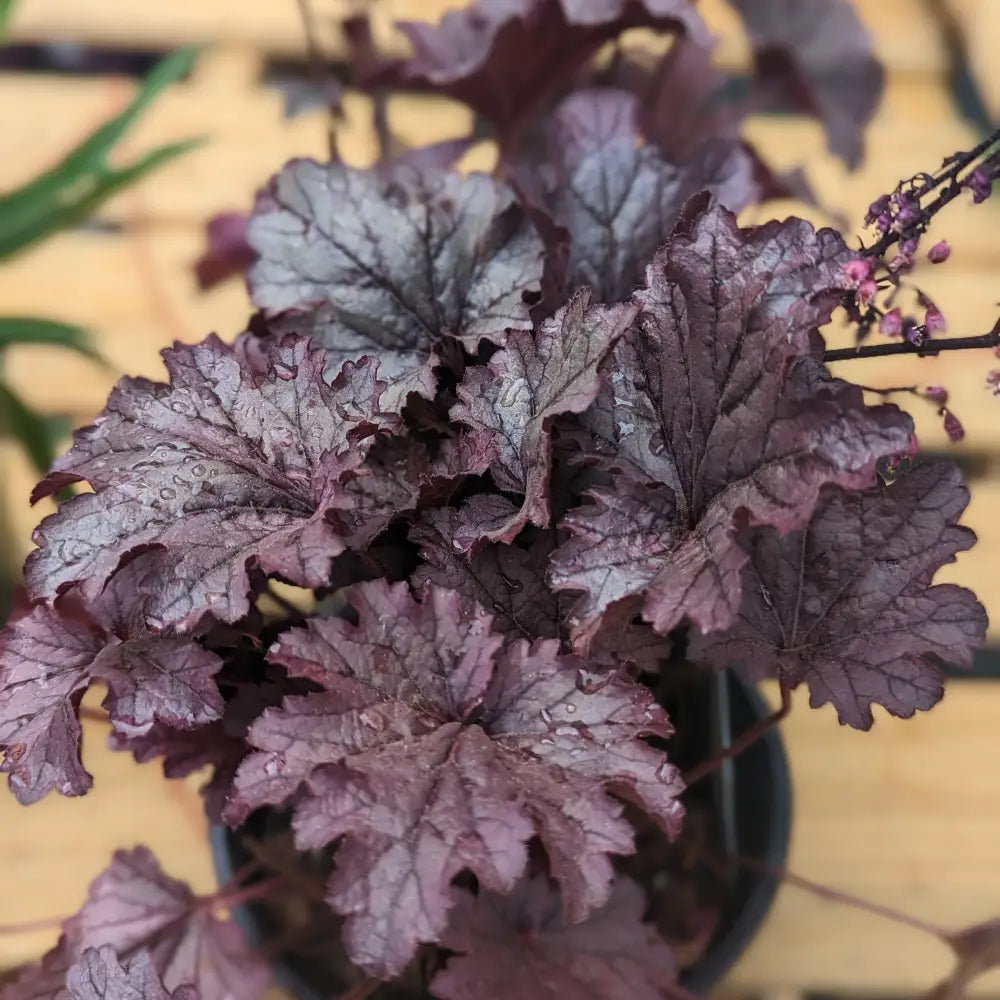 Grape Expectations Coral Bells 1 GALLON Perennial