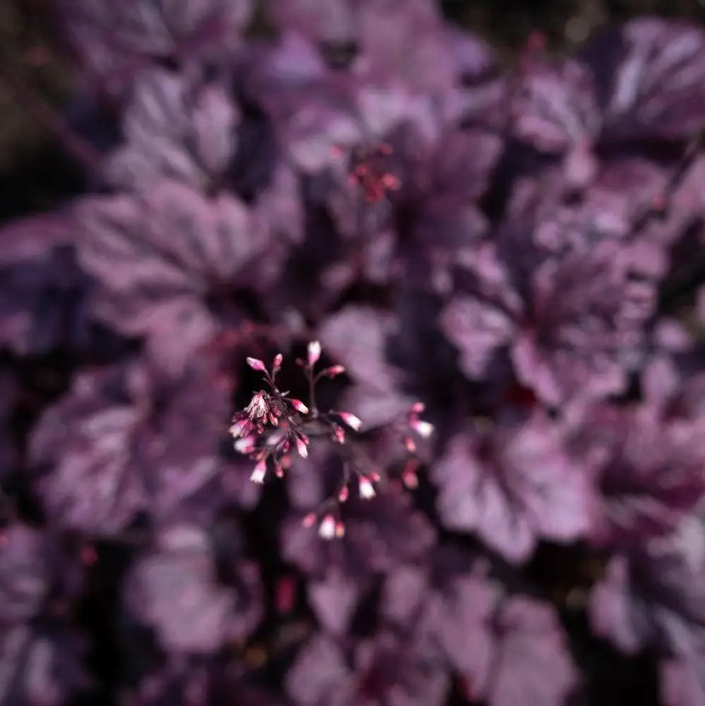 Grape Expectations Coral Bells 1 GALLON Perennial
