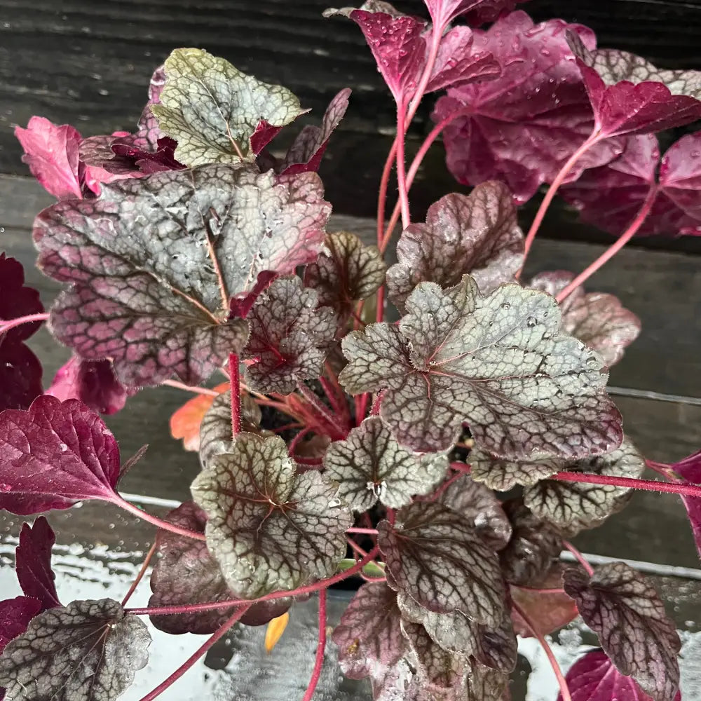 Grape Expectations Coral Bells 1 GALLON Perennial