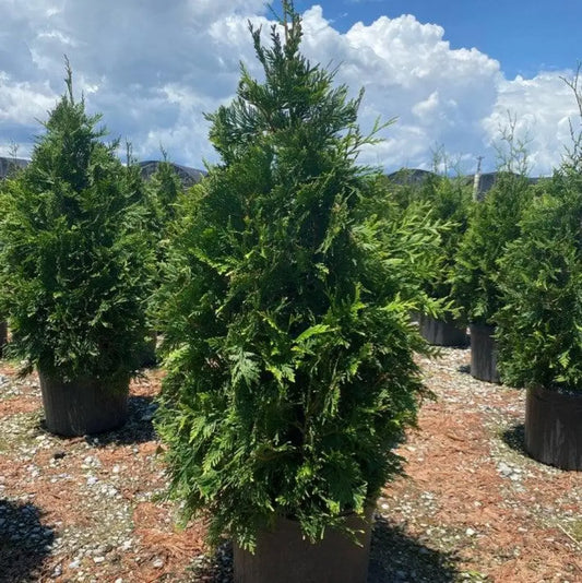 Green Giant Arborvitae Shrub