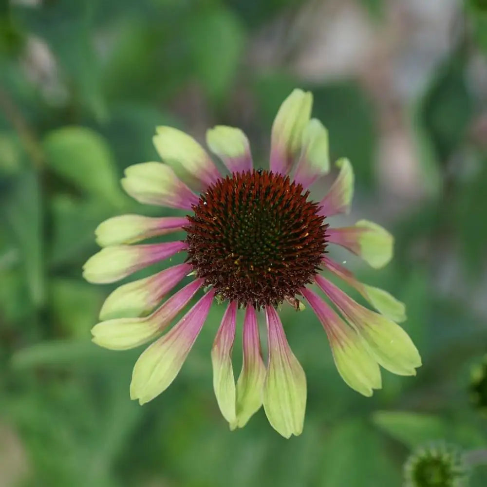 Green Twister Echinacea Coneflower Perennial