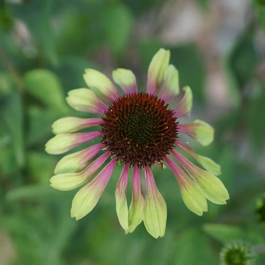 Green Twister Echinacea Coneflower Perennial
