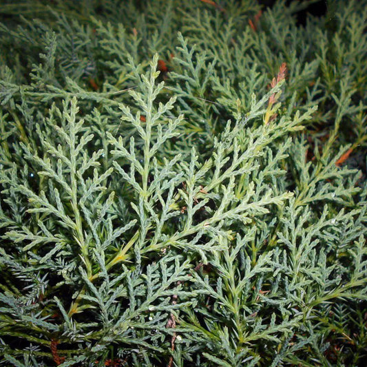 Grey Owl Juniper Shrub
