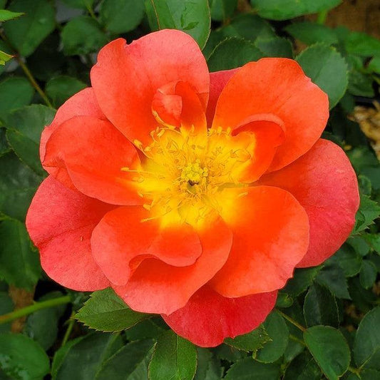 Rosa x 'Bozfra321'  - Rise Up® Emberays® Climbing Rose