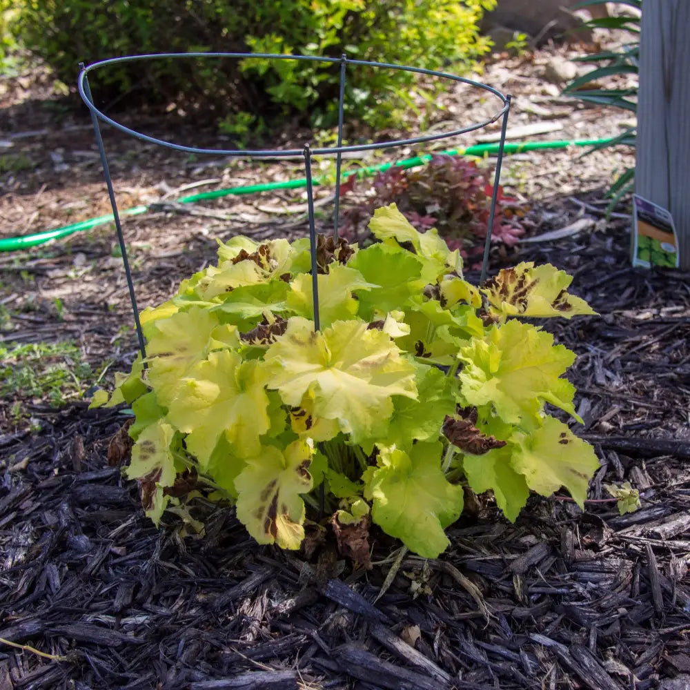 Guacamole Heuchera 2 GALLON Perennial