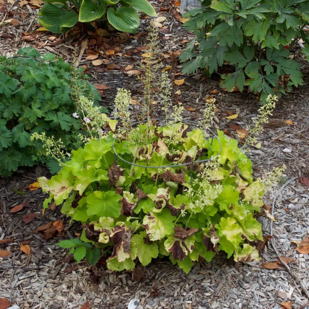 Guacamole Heuchera 2 GALLON Perennial