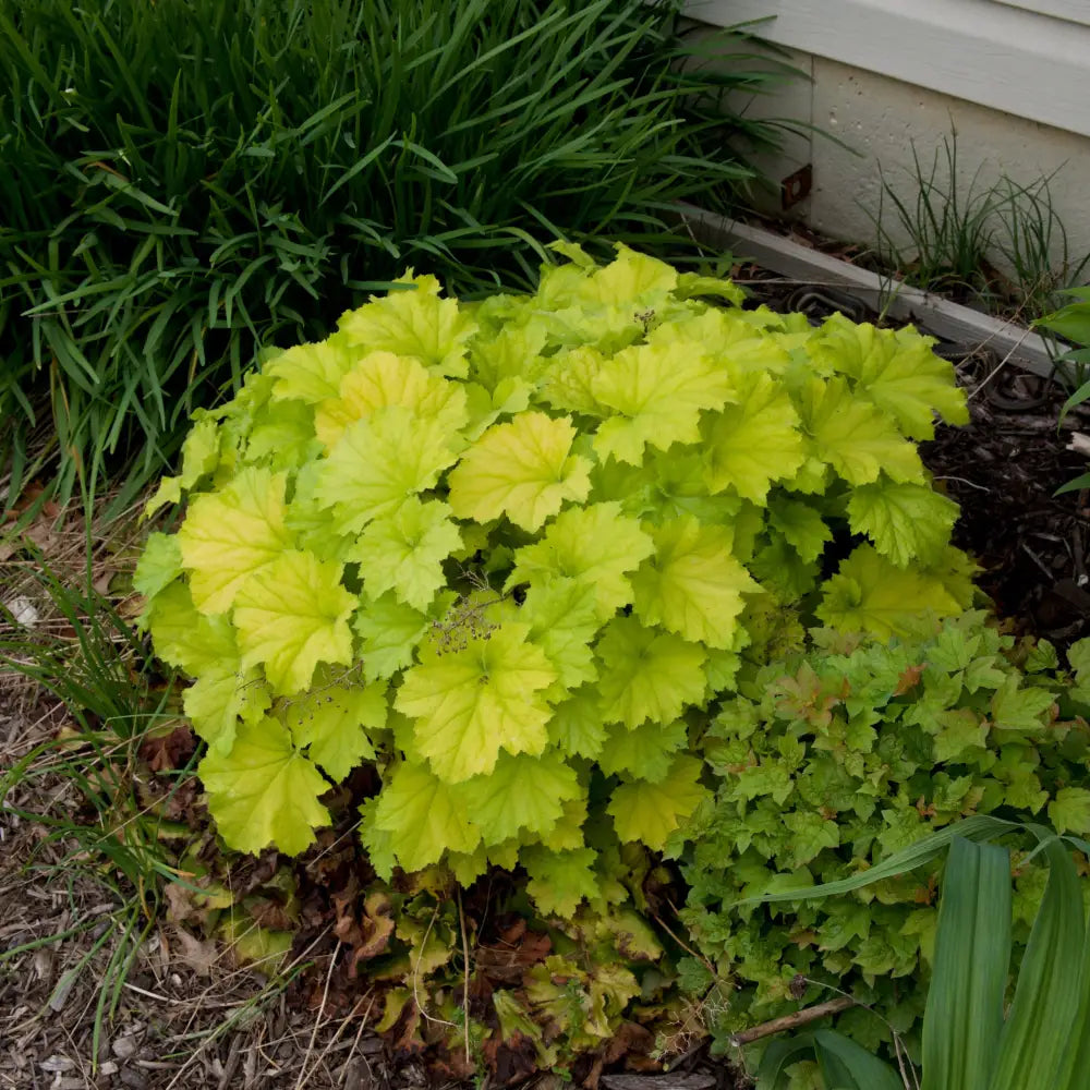 Guacamole Heuchera 2 GALLON Perennial
