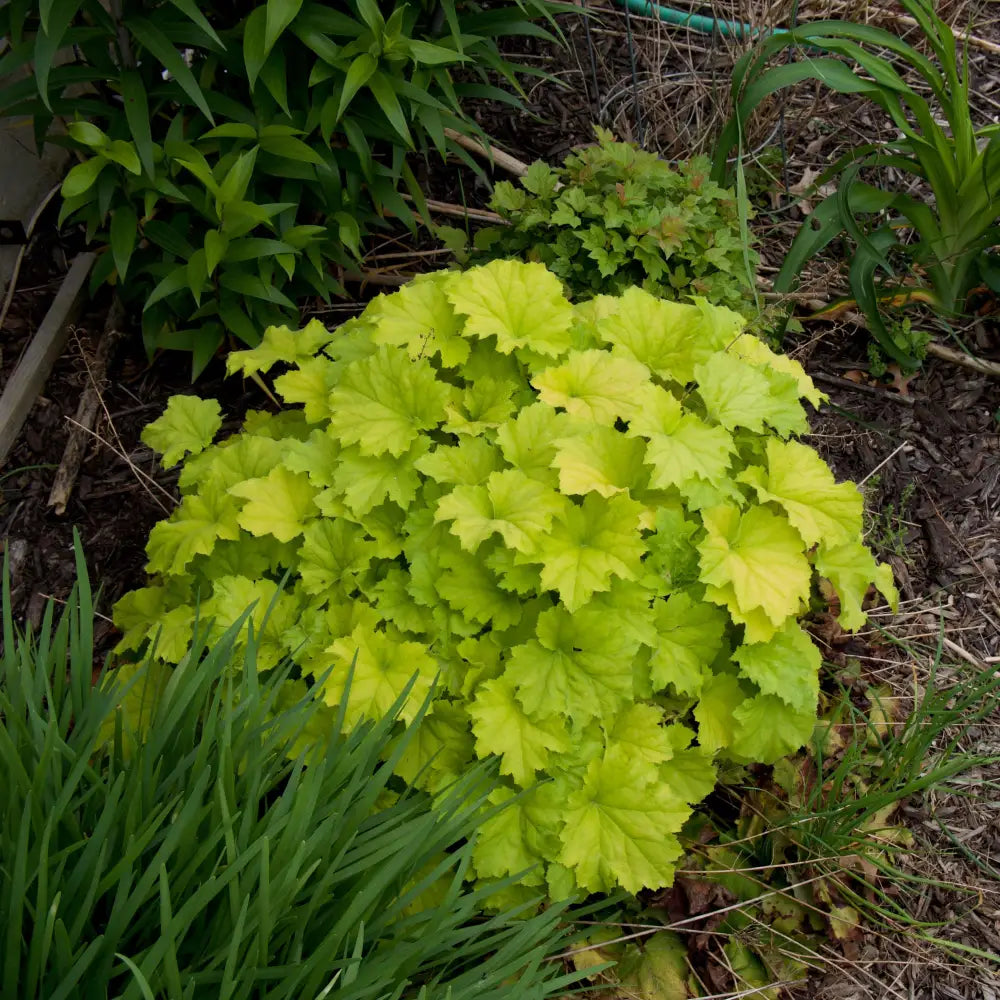 Guacamole Heuchera 2 GALLON Perennial