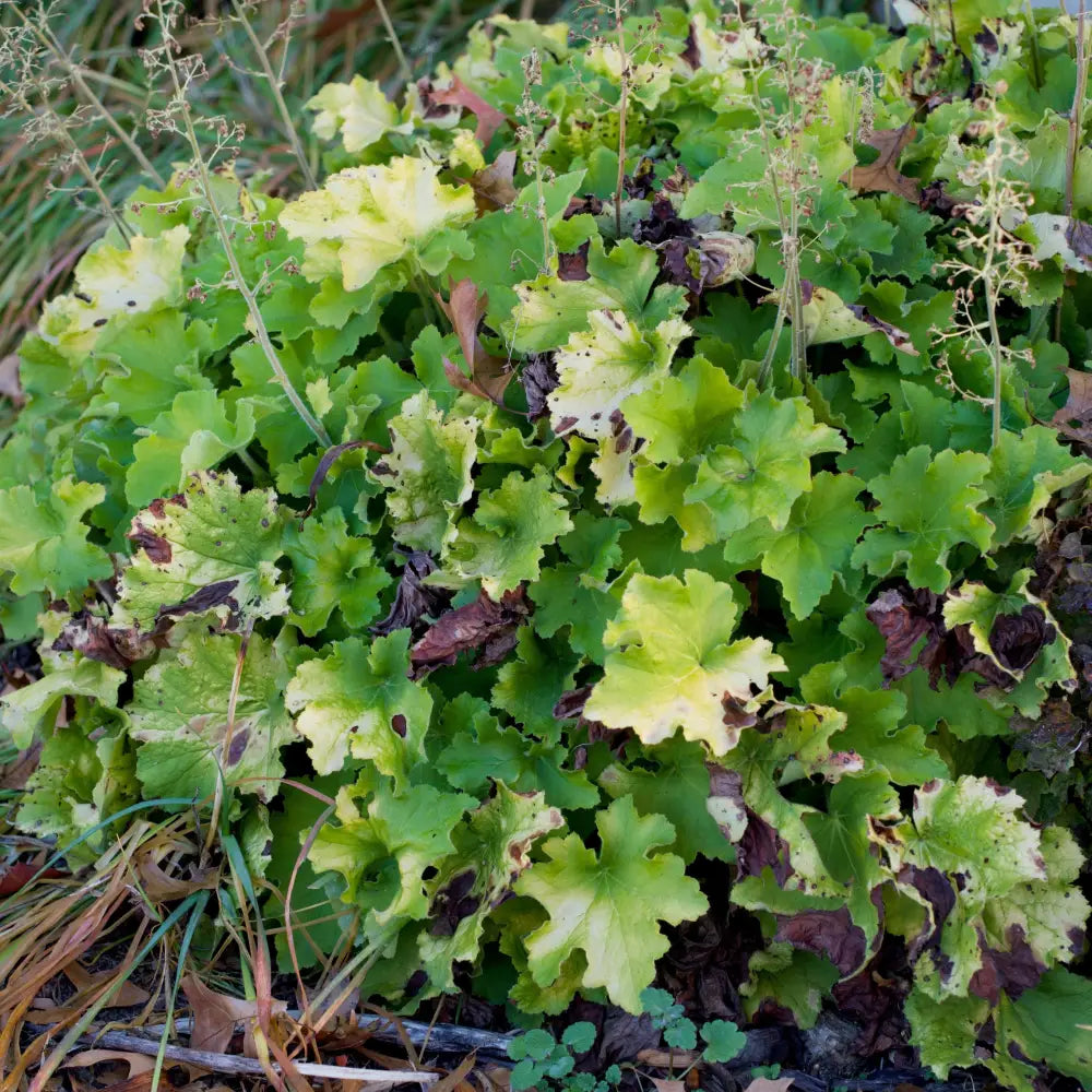 Guacamole Heuchera 2 GALLON Perennial