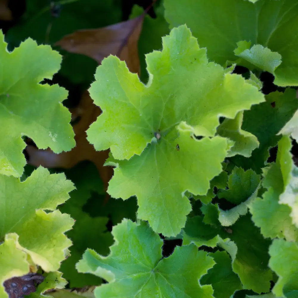 Guacamole Heuchera 2 GALLON Perennial