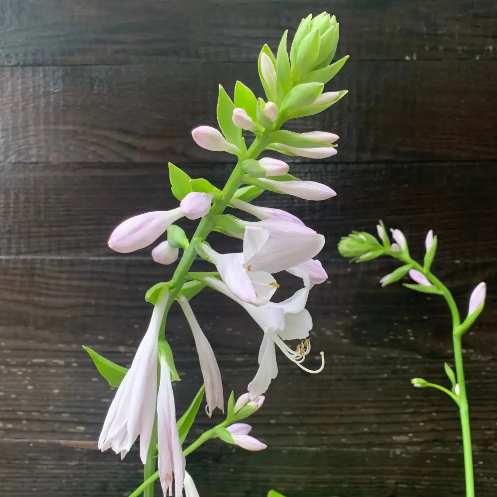 Guacamole Hosta Perennial