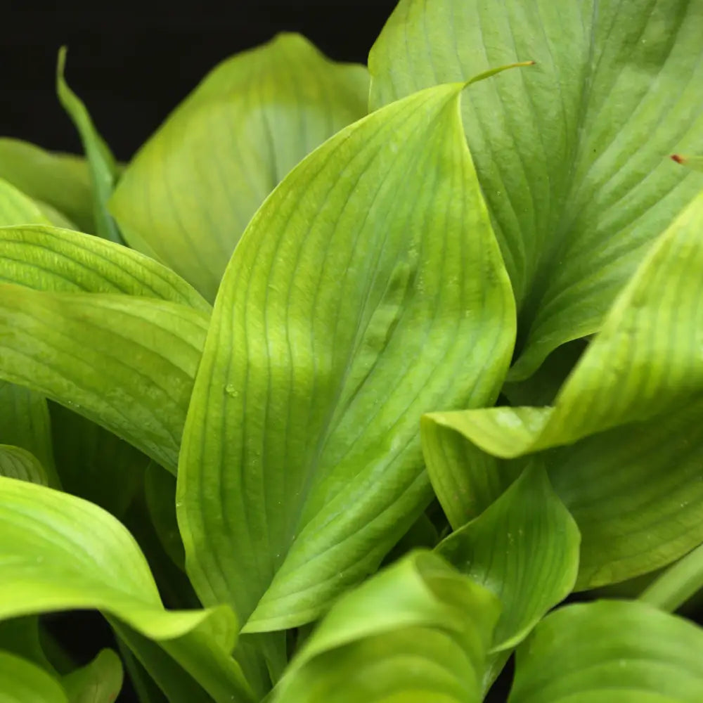 Guacamole Hosta Perennial