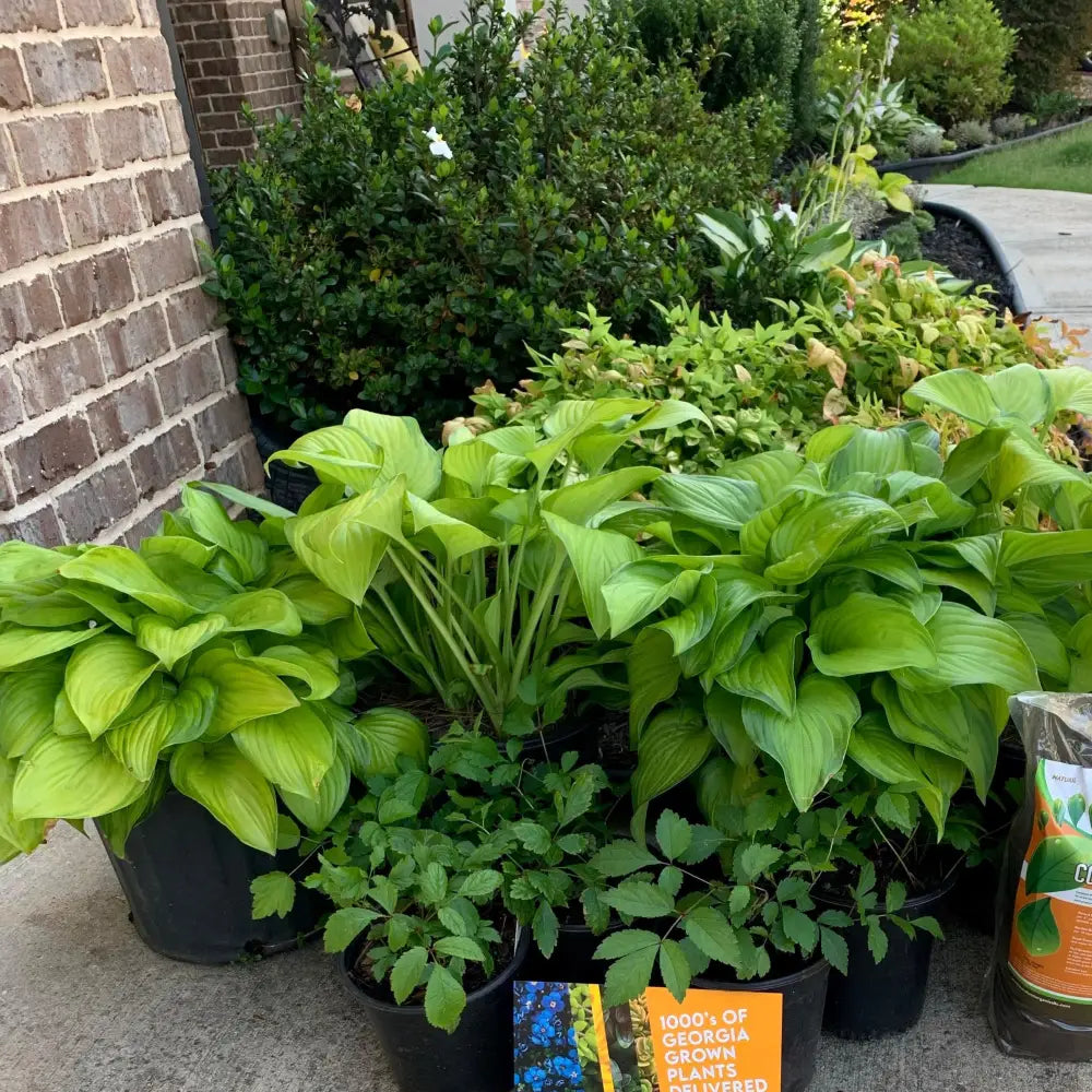 Guacamole Hosta Perennial