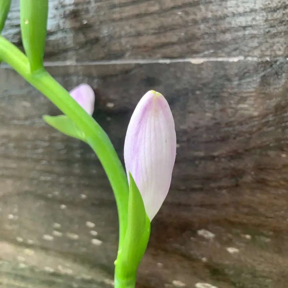 Guacamole Hosta Perennial