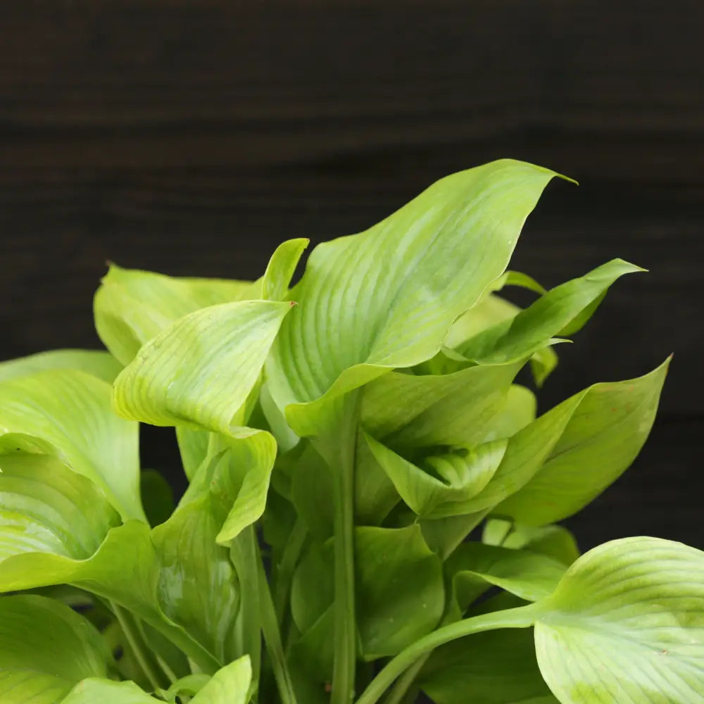 Guacamole Hosta Perennial