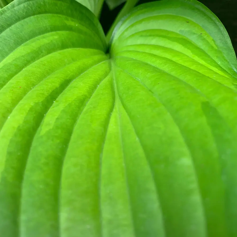 Guacamole Hosta Perennial