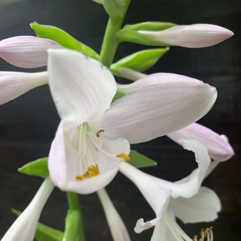 Guacamole Hosta Perennial