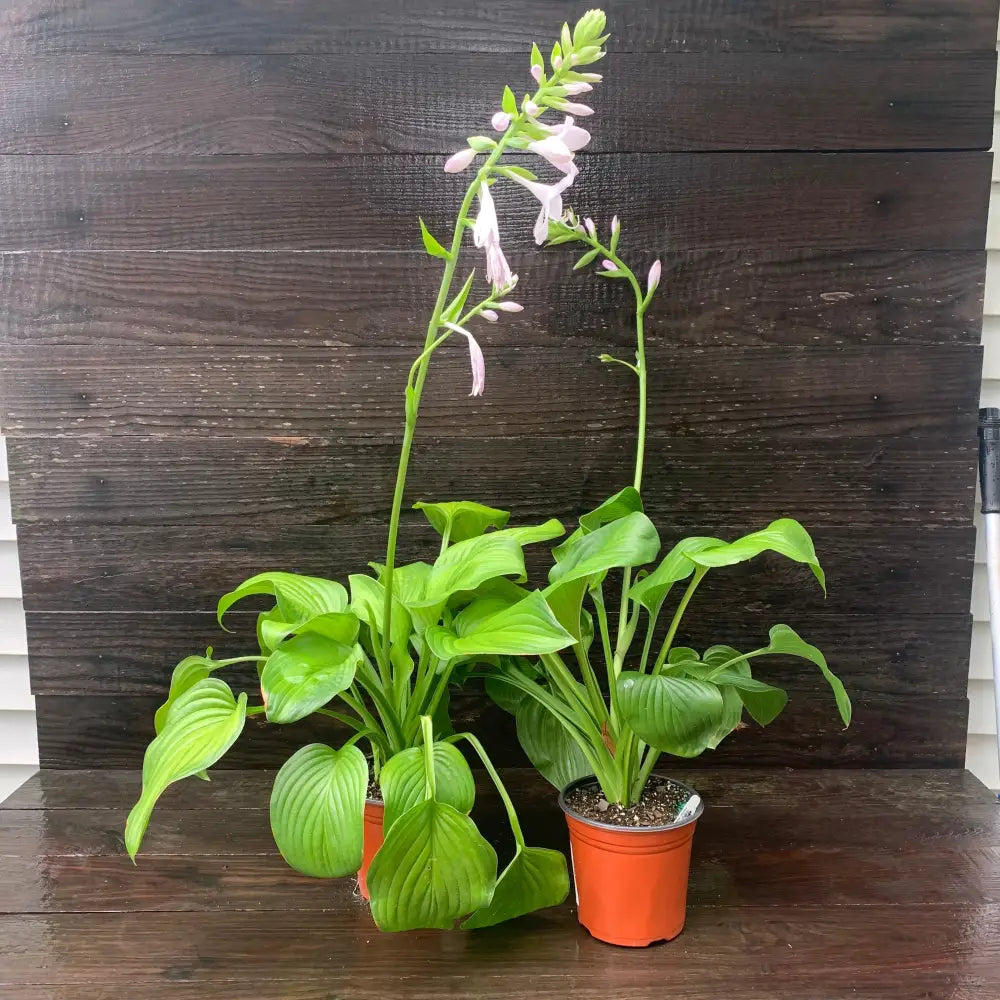Guacamole Hosta Perennial