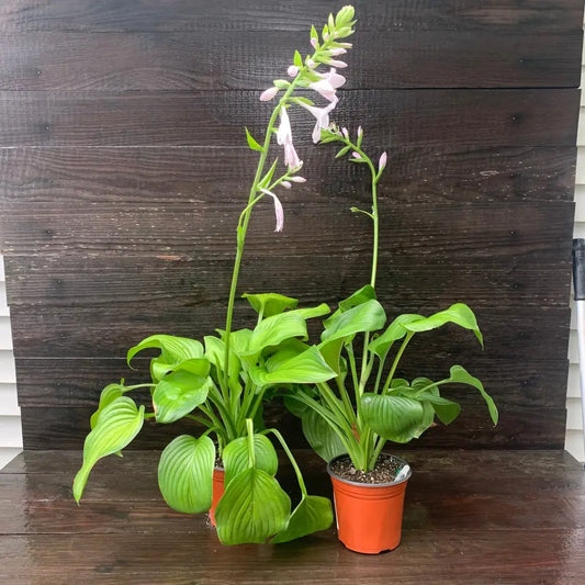 Guacamole Hosta Perennial