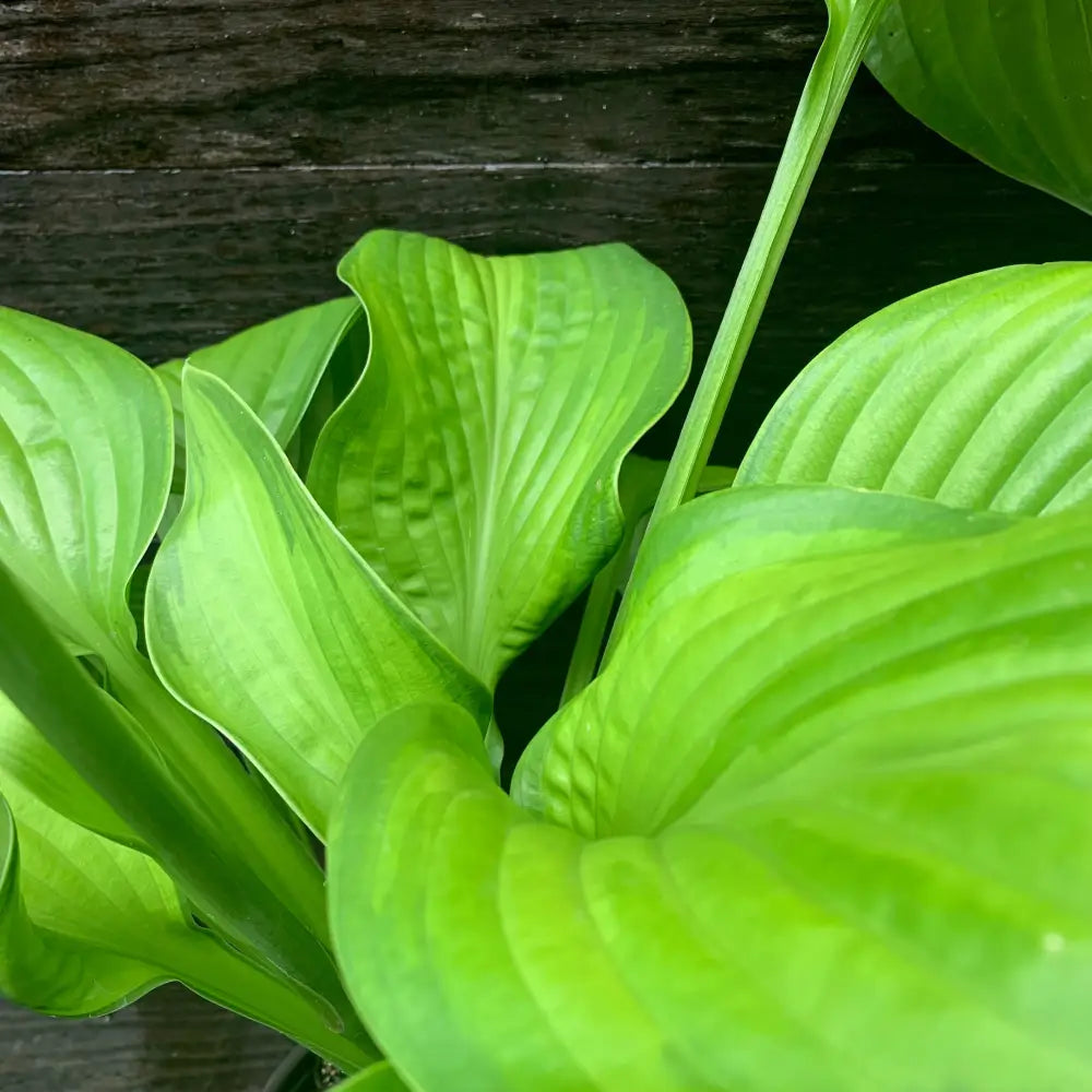 Guacamole Hosta Perennial