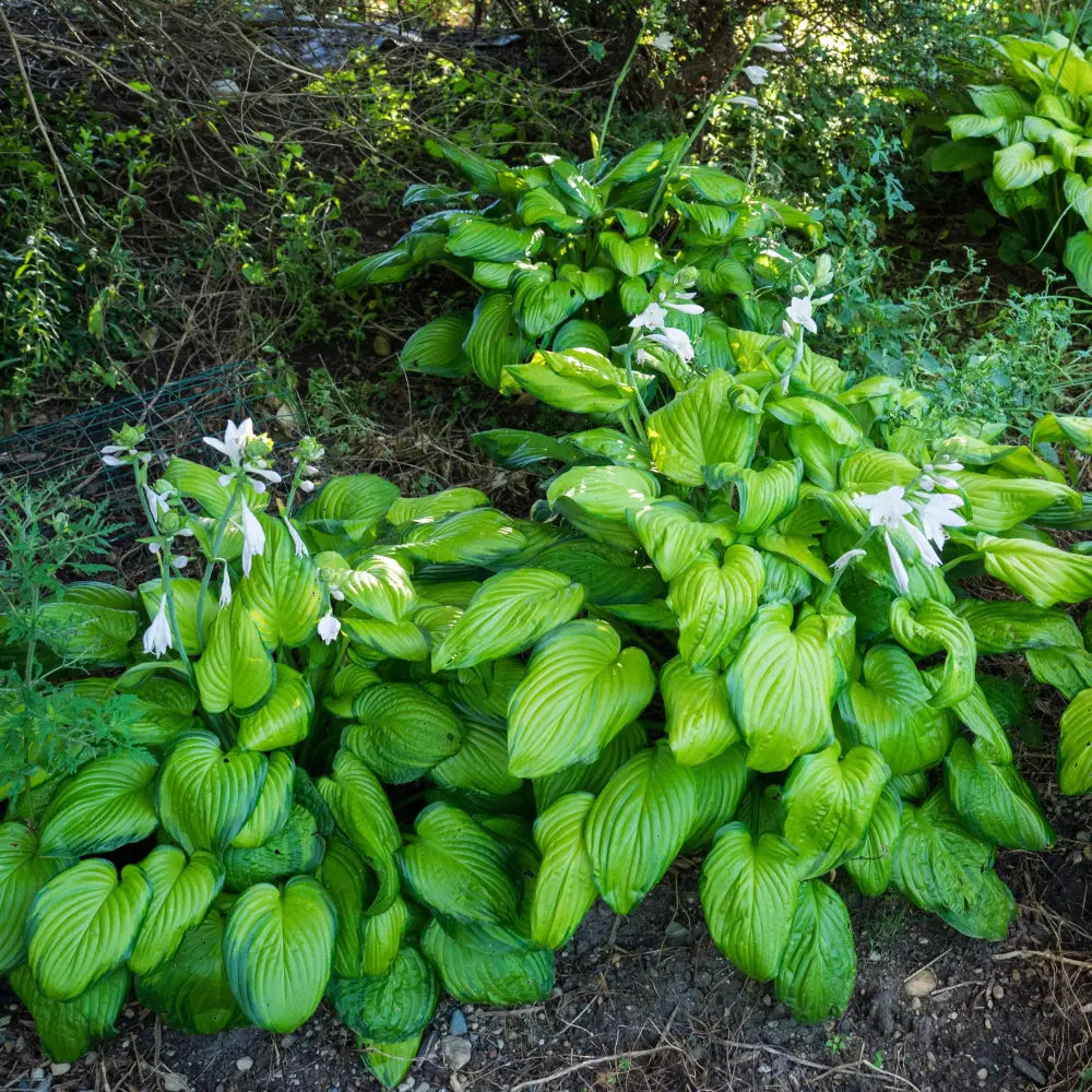 Guacamole Hosta Perennial