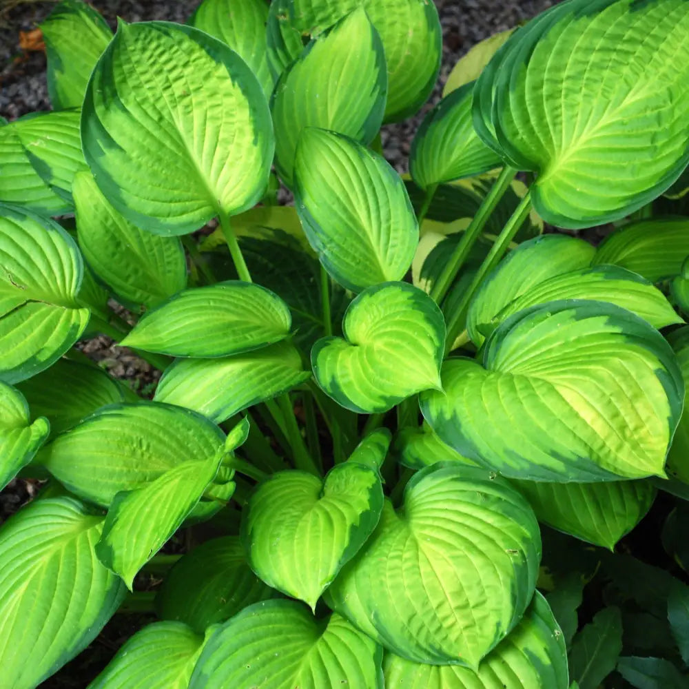 Guacamole Hosta Perennial