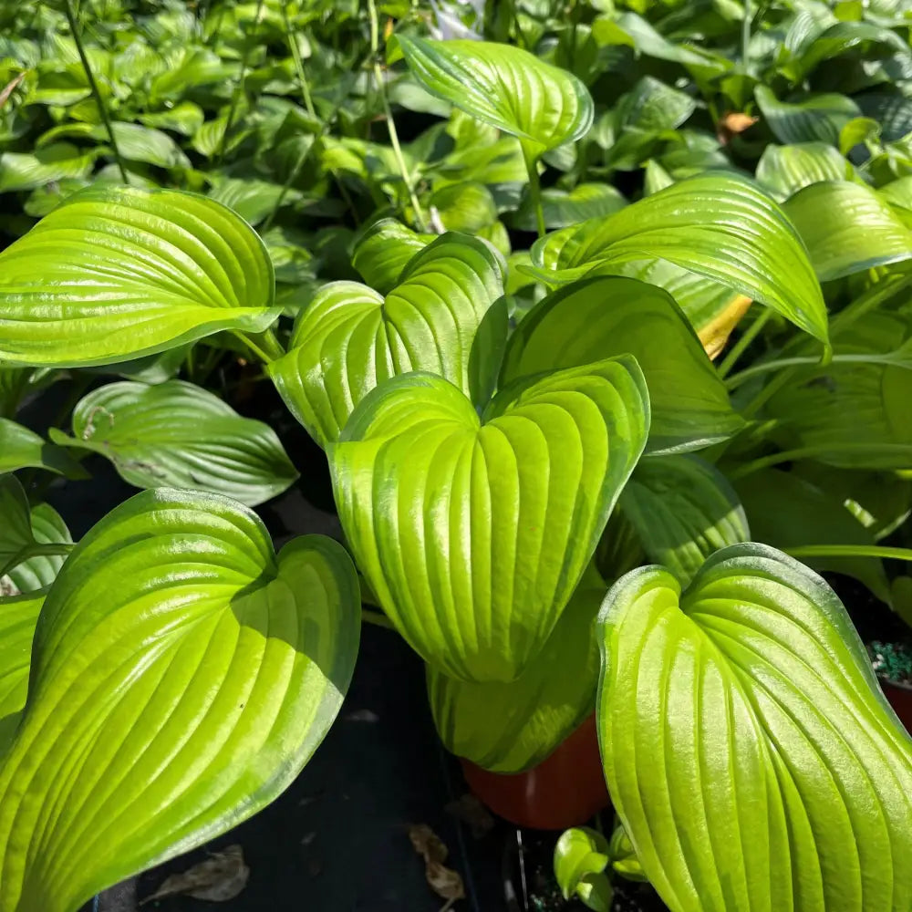 Guacamole Hosta Perennial