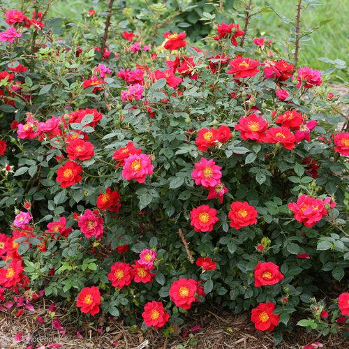 Oso Easy® Urban Legend® Rose