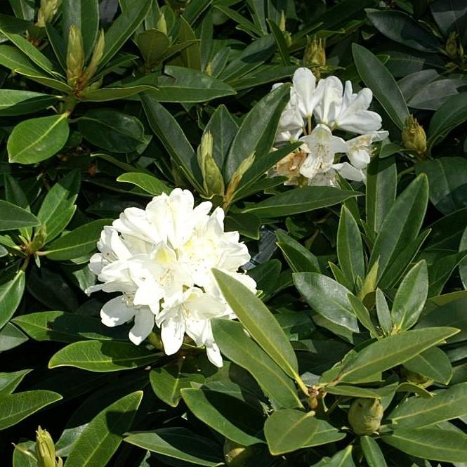 Chionoides Rhododendron