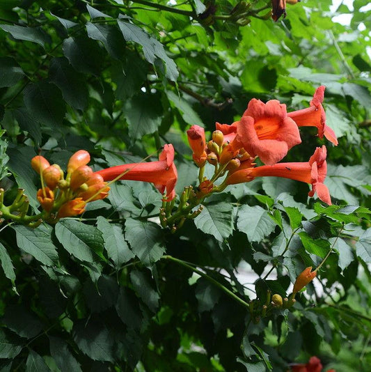 Trumpet Vine