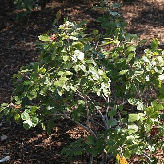 Gro-Low Fragrant Sumac