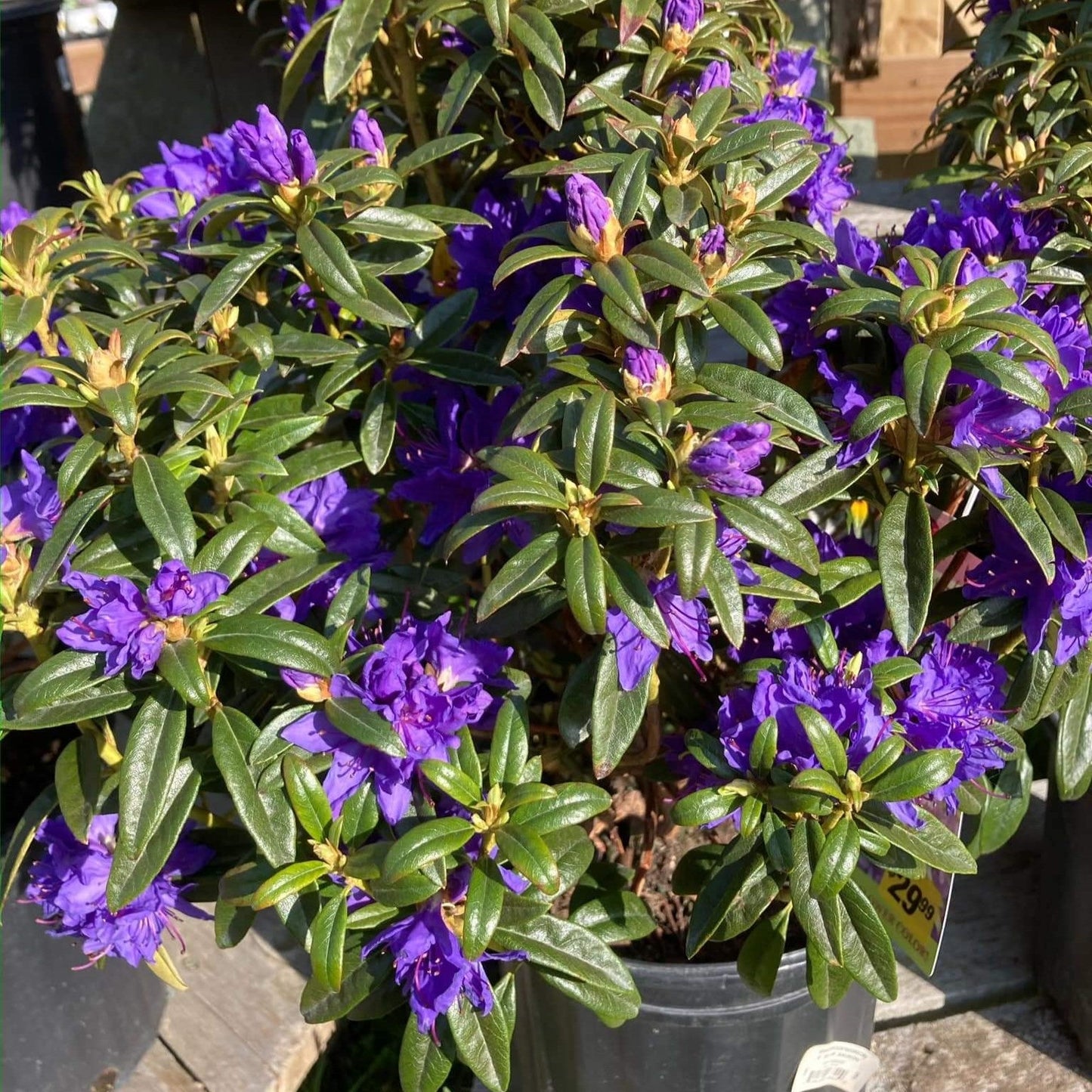 Blue Baron Rhododendron