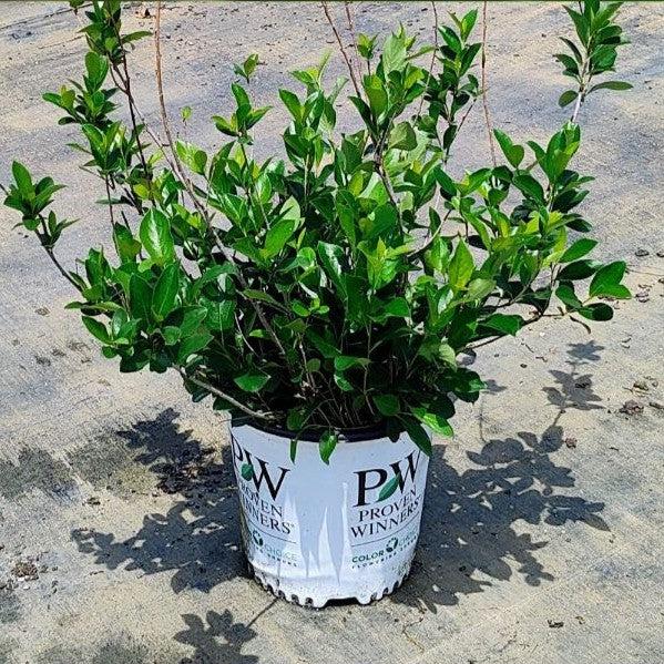 PW® Low Scape Mound® Aronia