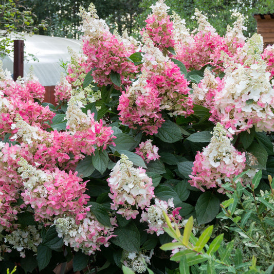 Lava Lamp® Flare® Hydrangea
