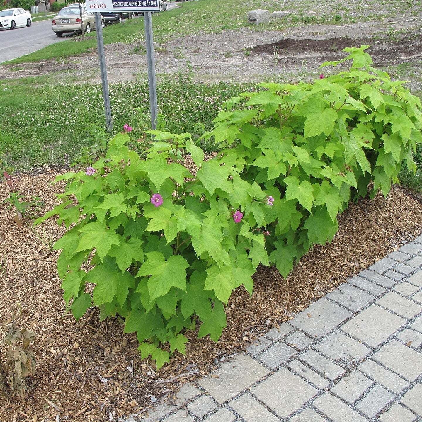 Rubus odoratus  - Flowering Raspberry