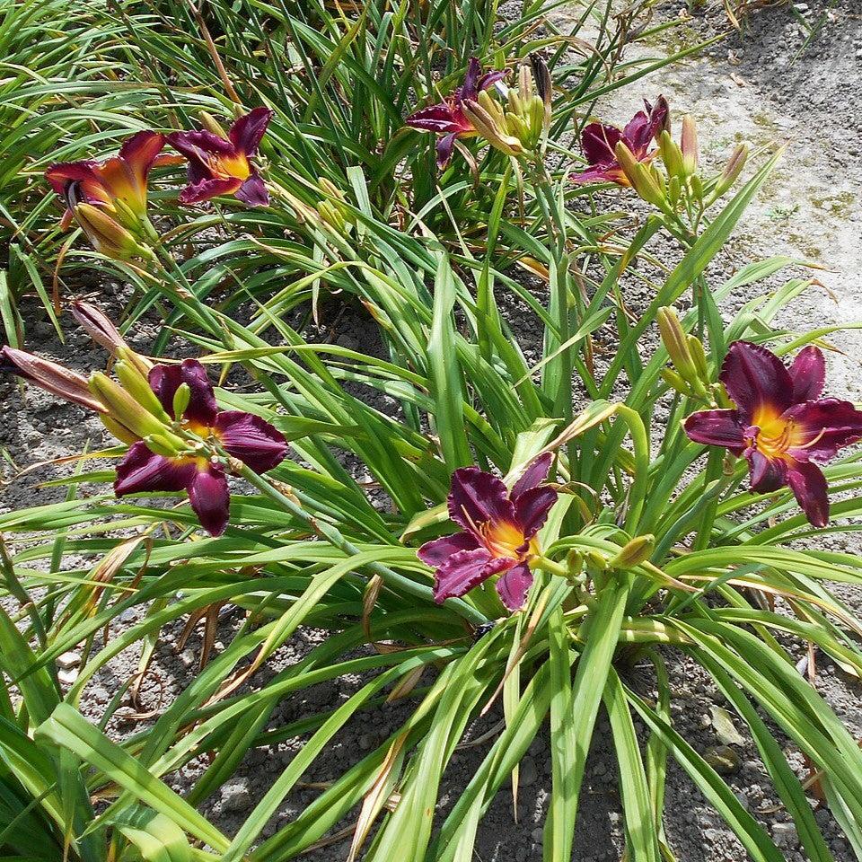 Hemerocallis 'Bela Lugosi'  - Bela Lugosi Daylily