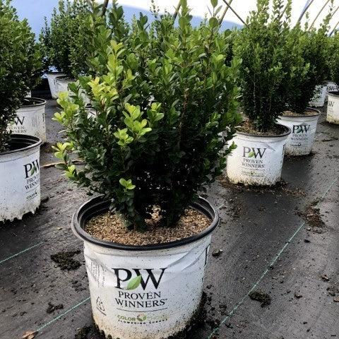 Sprinter® Boxwood